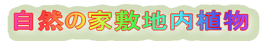 s@v@c 